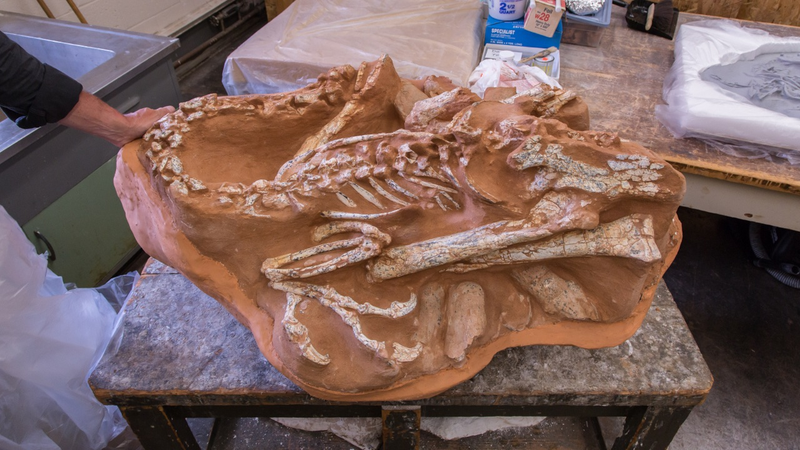 Illustration for article titled Inside the Bone Room: Where Dinosaurs Live at AMNH